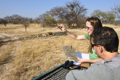 Zimbabwe, province des Midlands, Gweru, Antelope Park qui abrite ALERT (African Lion and Environmental Research Trust), Yvonne Gordon est une permanente du projet en charge de l'observation du comportement des lions qui seront relachés en clan dans un parc national, ici en zone 2 des femelles adultes et leurs petits ainsi que le mâle qui ont enfantés les lions qui seront relachés