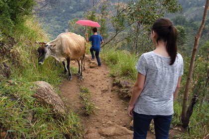 Sri Lanka, Province d'Uva, Ella, excursion au Petit Pic d'Adam (Little Adam's Peak)