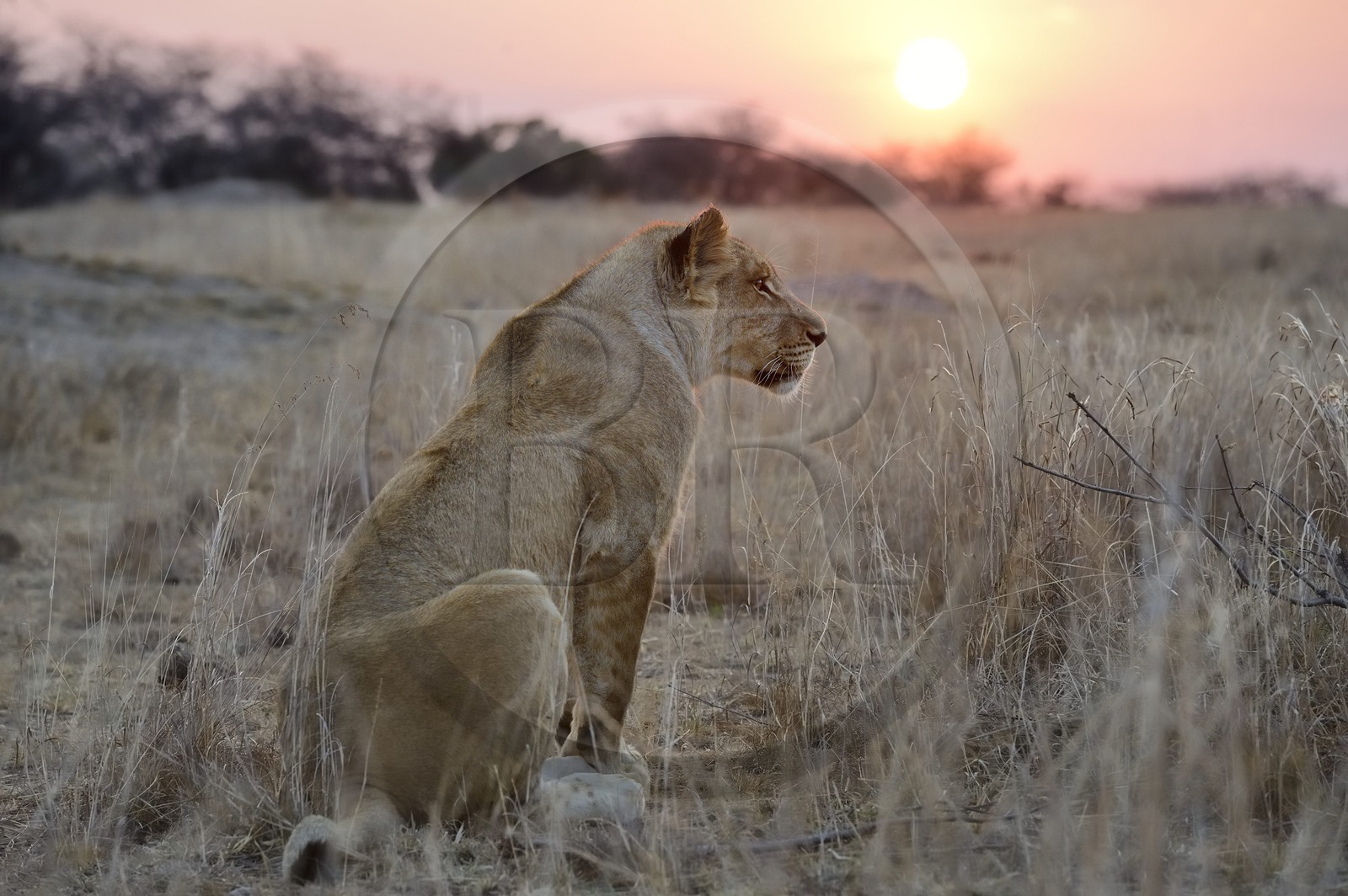 Zimbabwe, province des Midlands, Gweru, Antelope Park qui abrite ALERT (African Lion and Environmental Research Trust), jeune lionne (panthera leo)