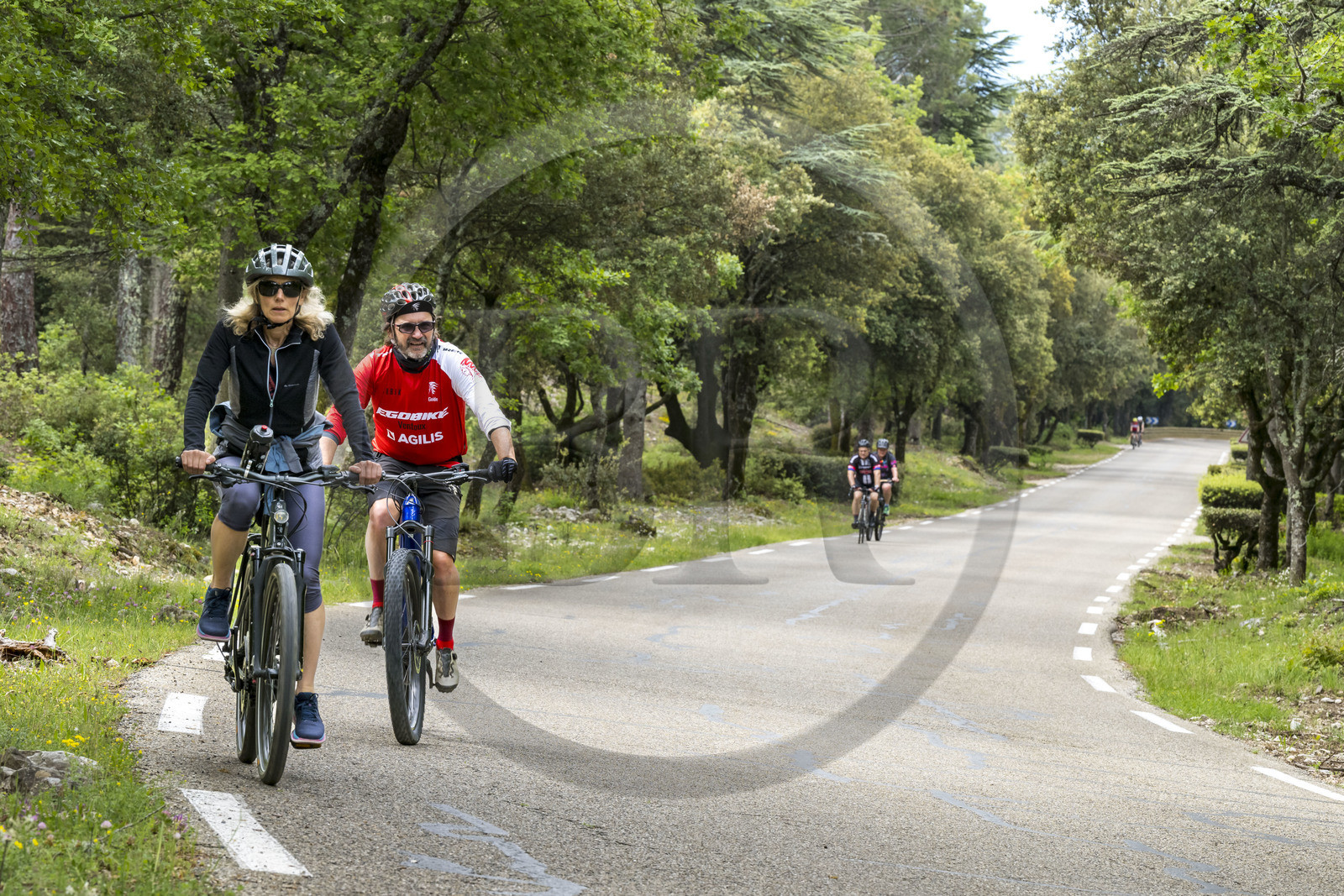 France, Vaucluse, Parc Naturel Regional du Mont Ventoux, Bedoin, bike ascent of Mont Ventoux by the D974 road on the southern slope, road through a thick oak forest