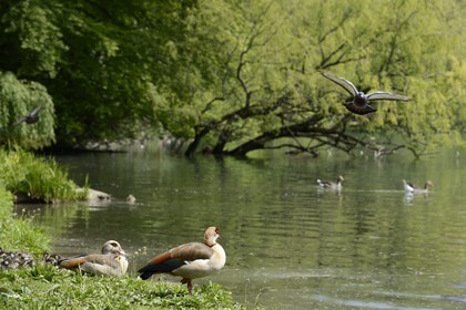 France, Rhône (69), Lyon,  le parc de la Tête d' Or, le Lac