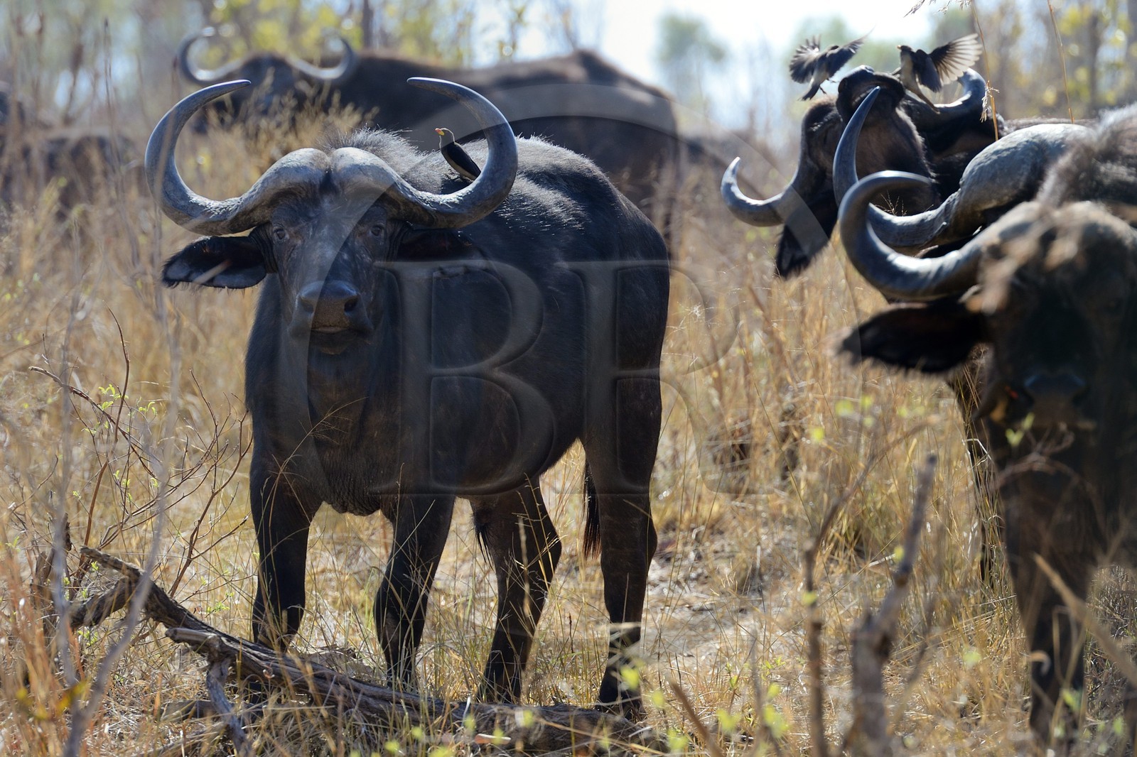 Zimbabwe, province de Matabeleland septentrional, parc national Hwange, buffles d'Afrique (Syncerus caffer) et Piquebœuf à bec jaune (Buphagus africanus)