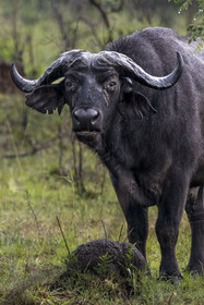 Rwanda, Parc national de l'Akagera, buffle noir des savanes (Syncerus caffer) sous la pluie