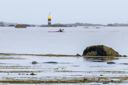 France, Finistère (29), Penmarch, archipel des Étocs, sortie en kayak du Centre nautique du Guilvinec à la découverte du phoque gris (halichoerus grypus) dans les rochers à marée basse