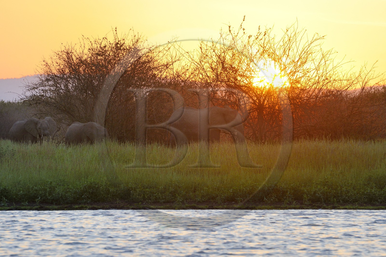 Tanzanie, Reserve de gibier de Selous une des plus grandes zones protégées au monde et inscrite sur la liste du patrimoine mondial de l’Unesco depuis 1982, Éléphant de savane d'Afrique (Loxodonta africana), hippopotames sur le lac Nzerakera formé par la rivière Rufiji