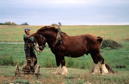 France, Morbihan (56), Belle-Ile, René Thomas, un des derniers agriculteur utilisant un cheval