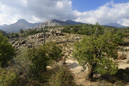 France, Haute-Corse (2B), région du Niolu (Niolo) vers le pont génois Ponte Altu