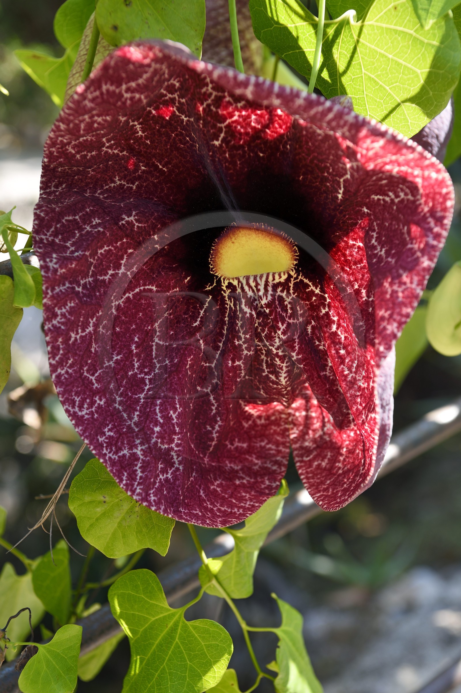 France, Alpes-Maritimes (06), Menton, Jardin botanique exotique du Val Rahmeh, Aristoloche Géante (Aristolochia gigantea)