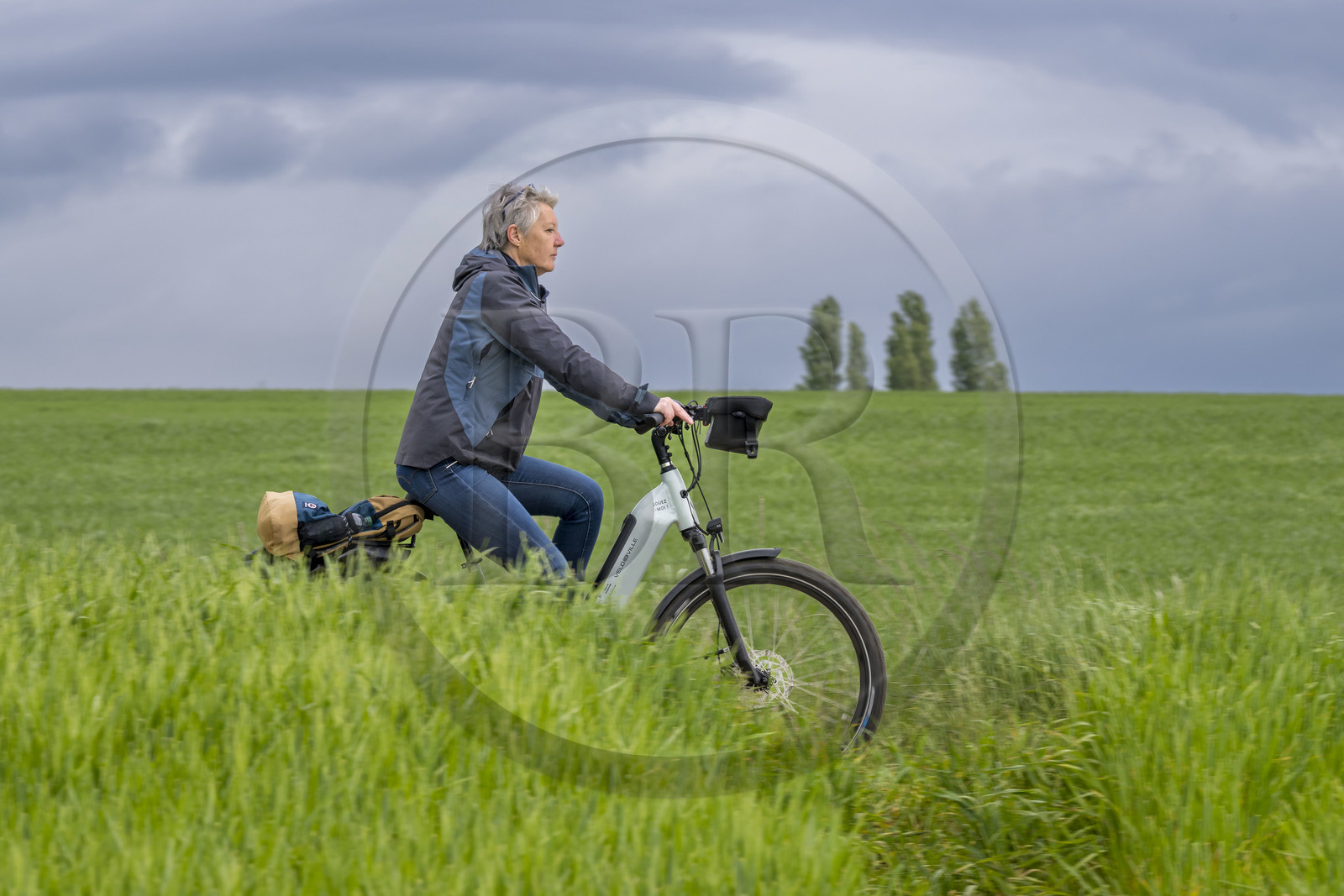 France, Vendée (85), Saint-Michel-le-Cloucq, cycliste sur la piste de la véloroute Vendée Vélo Tour au milieu des champs de blé