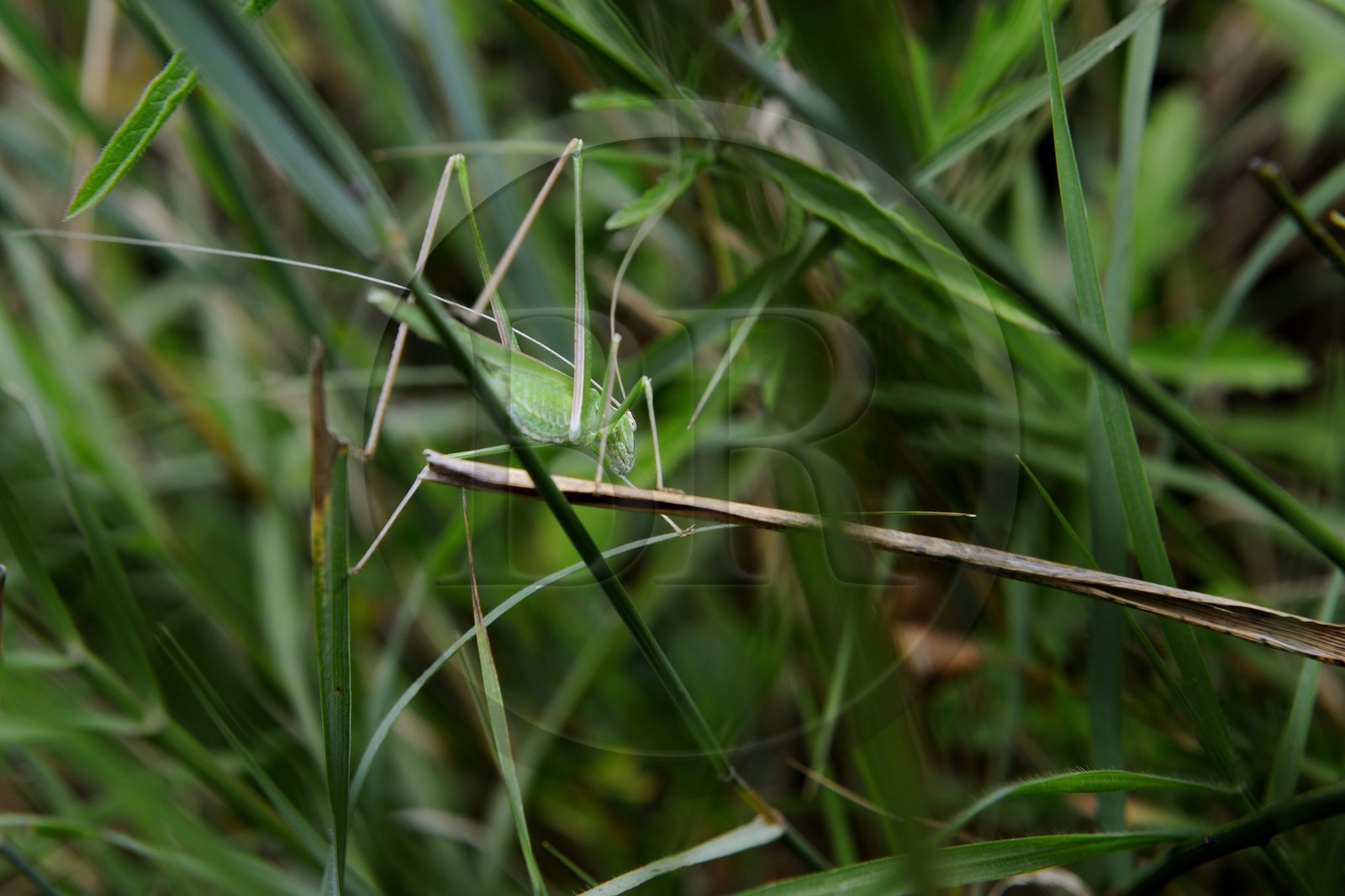 France, Var (83), Provence Verte, Tourves, Gorges du Caramy, orthoptère, Sauterelle verte (Tettigonia viridissima)