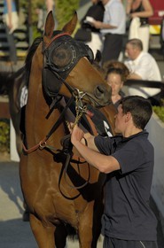 Republic of Ireland, County Meath, Ratoath, Fairyhouse racecourse, presentation of the horses before the race