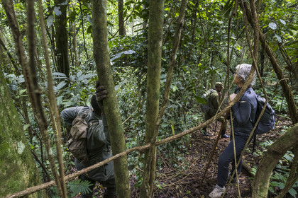 Rwanda, Province de l’Ouest, Nyakabuye, Parc national de Nyungwe, forêt tropicale humide naturelle de Cyamudongo, le garde de African Parks Claver Mtoyinkima guidant des touristes sur la piste des chimpanzés pendant un safari à pied