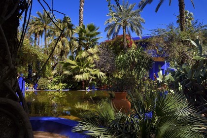 Morocco, High Atlas, Marrakech, Imperial city, Gueliz district, Majorelle Garden founded in 1931 by the French painter Jacques Majorelle in 1980 and bought by Yves Saint Laurent and Pierre Berge