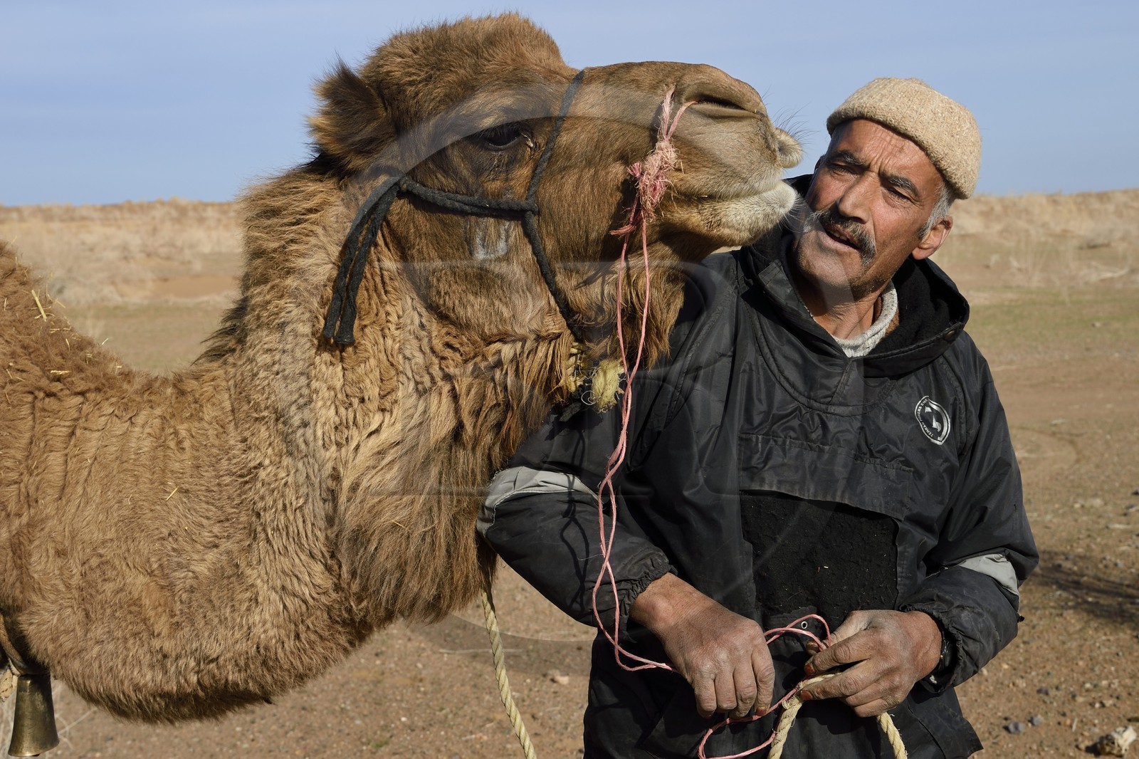 Iran, Province d'Ispahan, désert du Dasht-e Kavir, Mesr dans la région de Khur et Biabanak, le chamelier Ali Saraban et un de ses dromadaires dans le désert