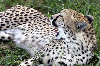 Namibie, Otjiwarongo, Cheetah Conservation Fund, centre de recherche et d'éducation, guépard (Acinonyx jubatus)
