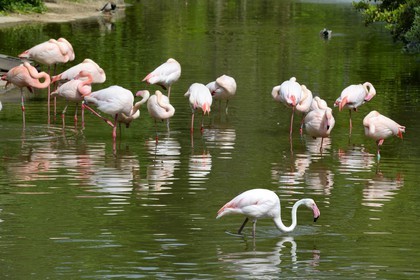 France, Rhone, Lyon, Parc de la Tete d'Or (Tete d'Or park), the zoo, the flamingos