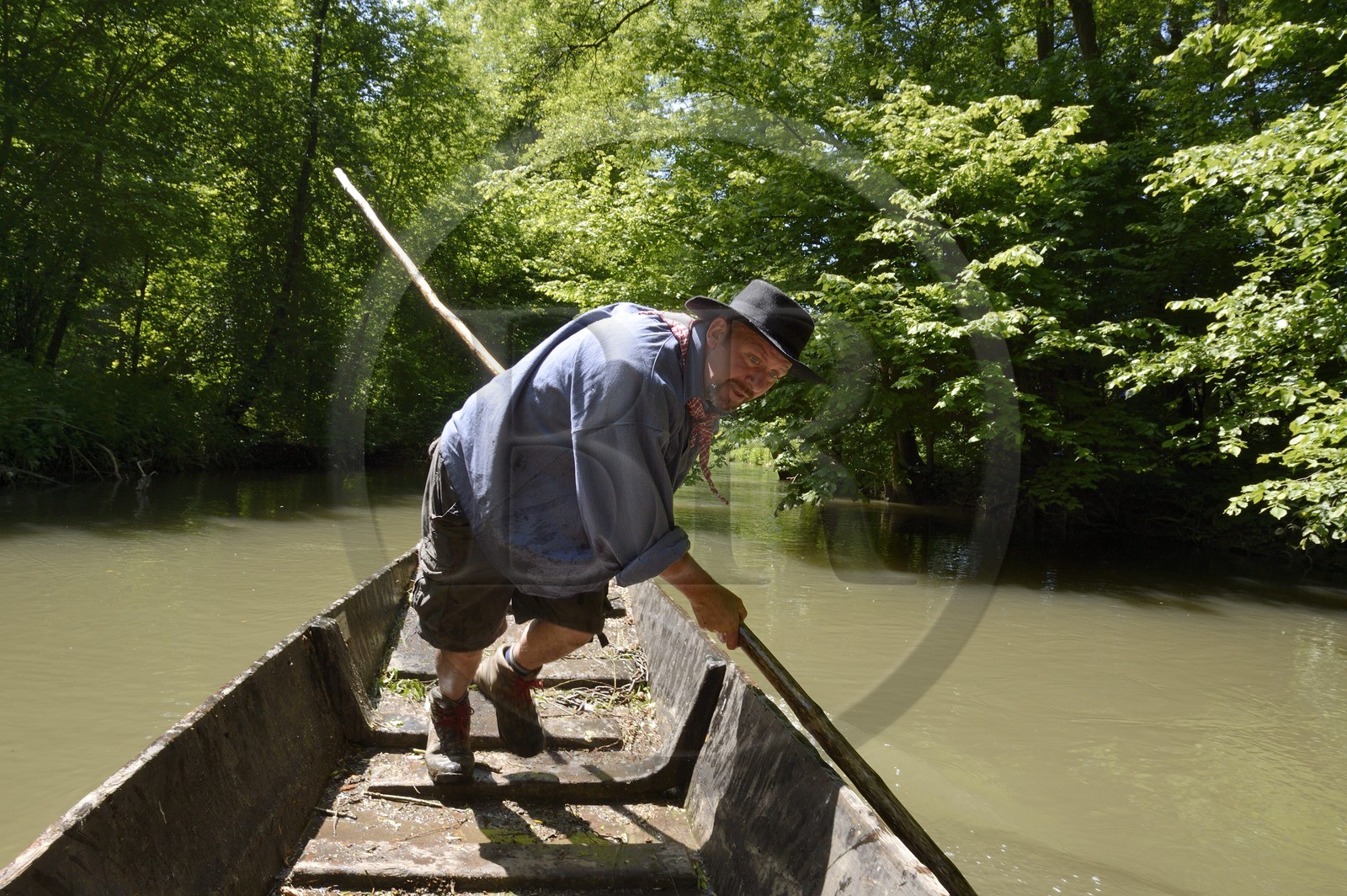 France, Bas-Rhin (67), région d'Ebersmunster et Muttersholtz, le Grand Ried, le batelier Patrick Unterstock dans une barque à fond plat en bois sur la rivière l'Ill