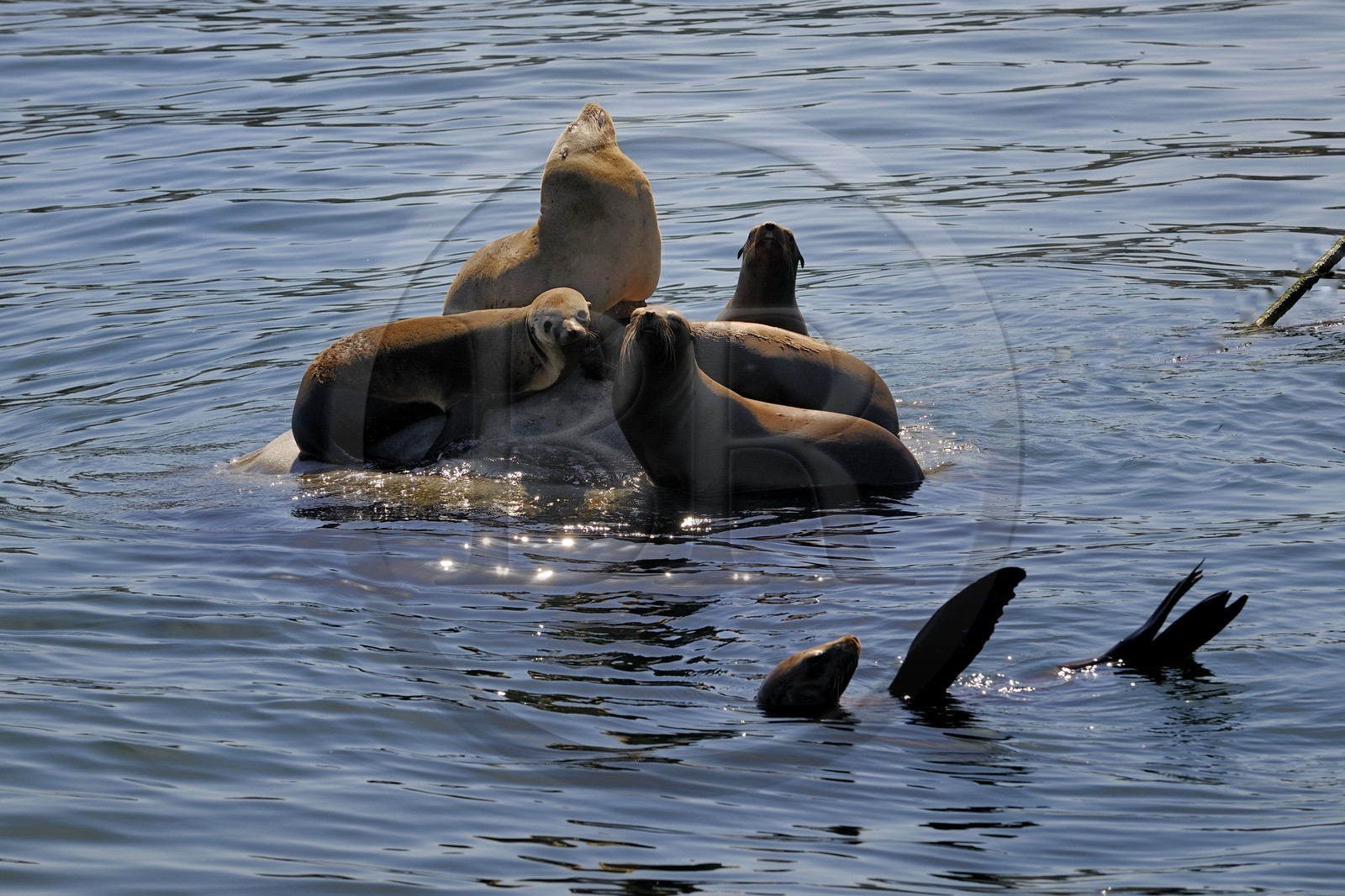 Etats-Unis, Californie, Otaries dans le port de Monterey
