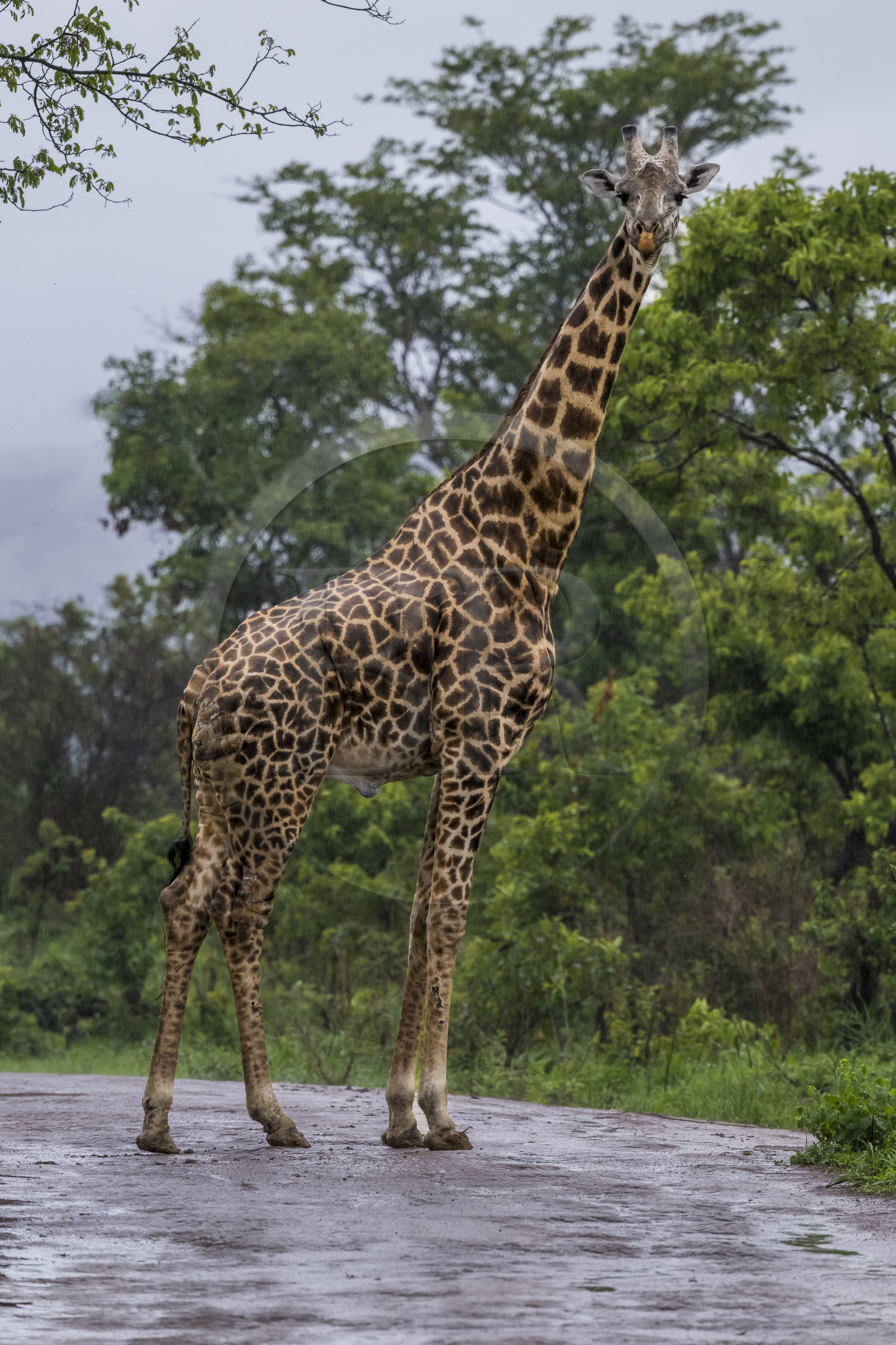 Rwanda, Parc national de l'Akagera, girafe (Giraffa camelopardalis)