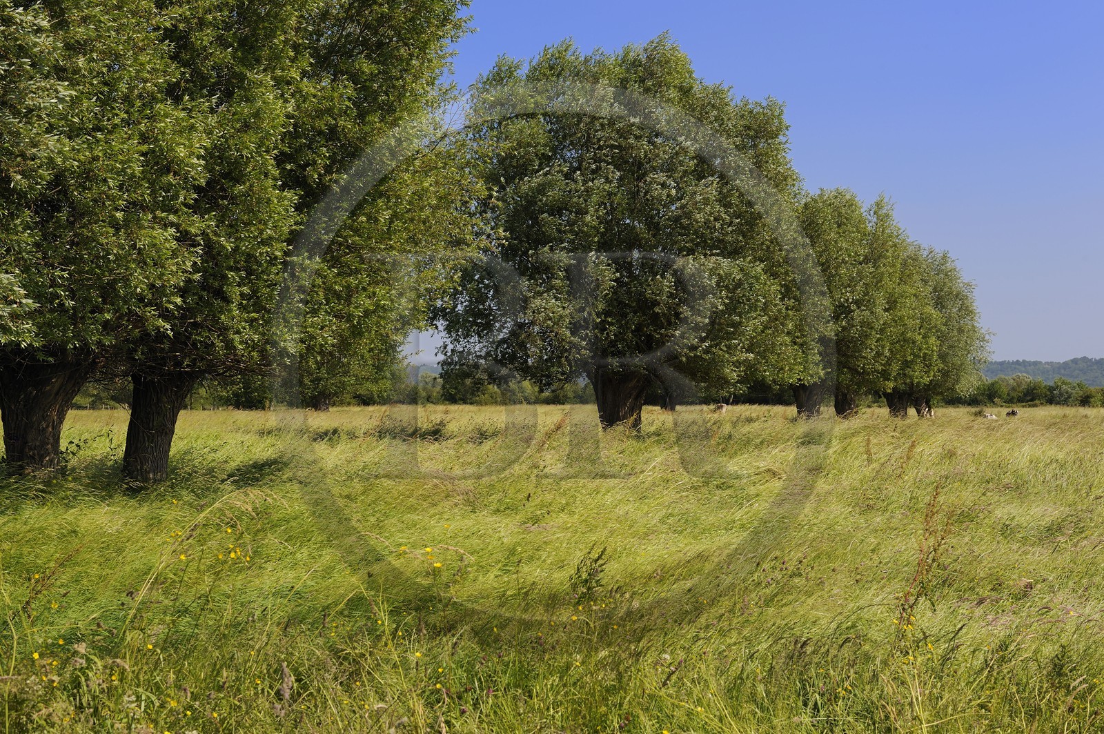 France, Eure, Marais-Vernier, willows bordering typically the courtils (long and thin plot drained by channels lined with hedges) of the marsh