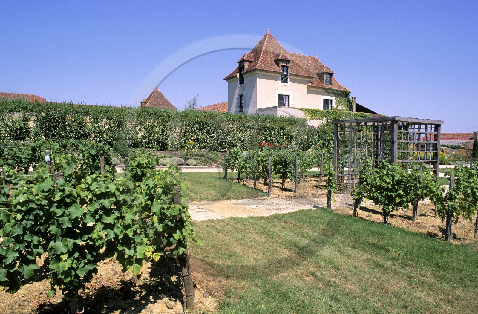 France, Gers, vineyard