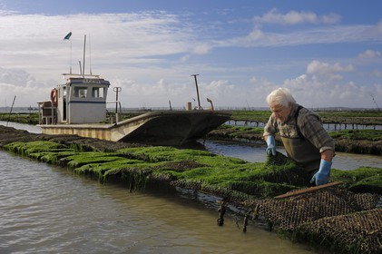 France, Charente-Maritime (17), le bassin Marrennes-Oléron au large de l'Ile d'Oléron, l'ostréiculteur André Massé dans un de ses parcs à huîtres