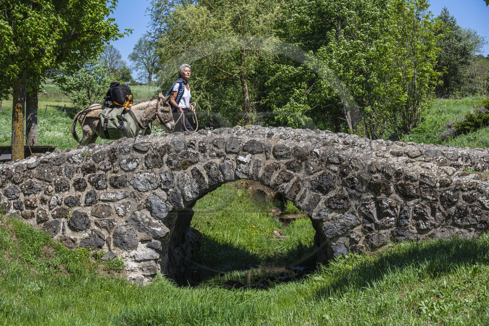 France, Haute-Loire (43), Landos, randonnée avec un âne sur le chemin de Stevenson (GR 70), franchissement du pont de la Castier