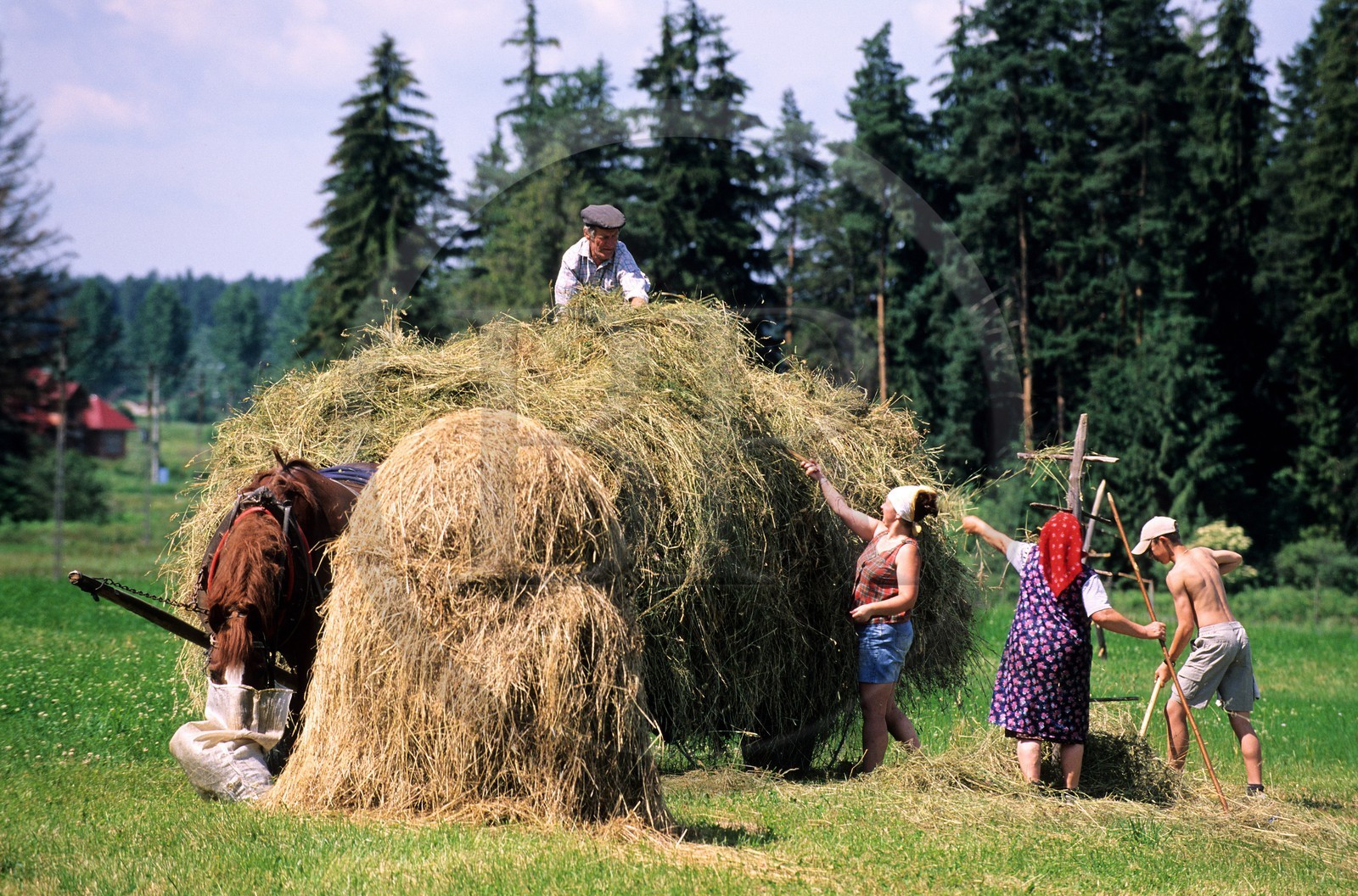 Pologne, Petite Pologne, famille de paysans faisant les foins vers le village de Debno