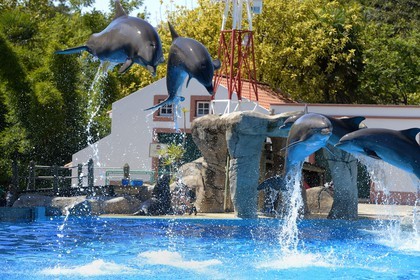 Portugal, Lisbon, Zoological Garden, the Dolphinarium, dolphins making the show