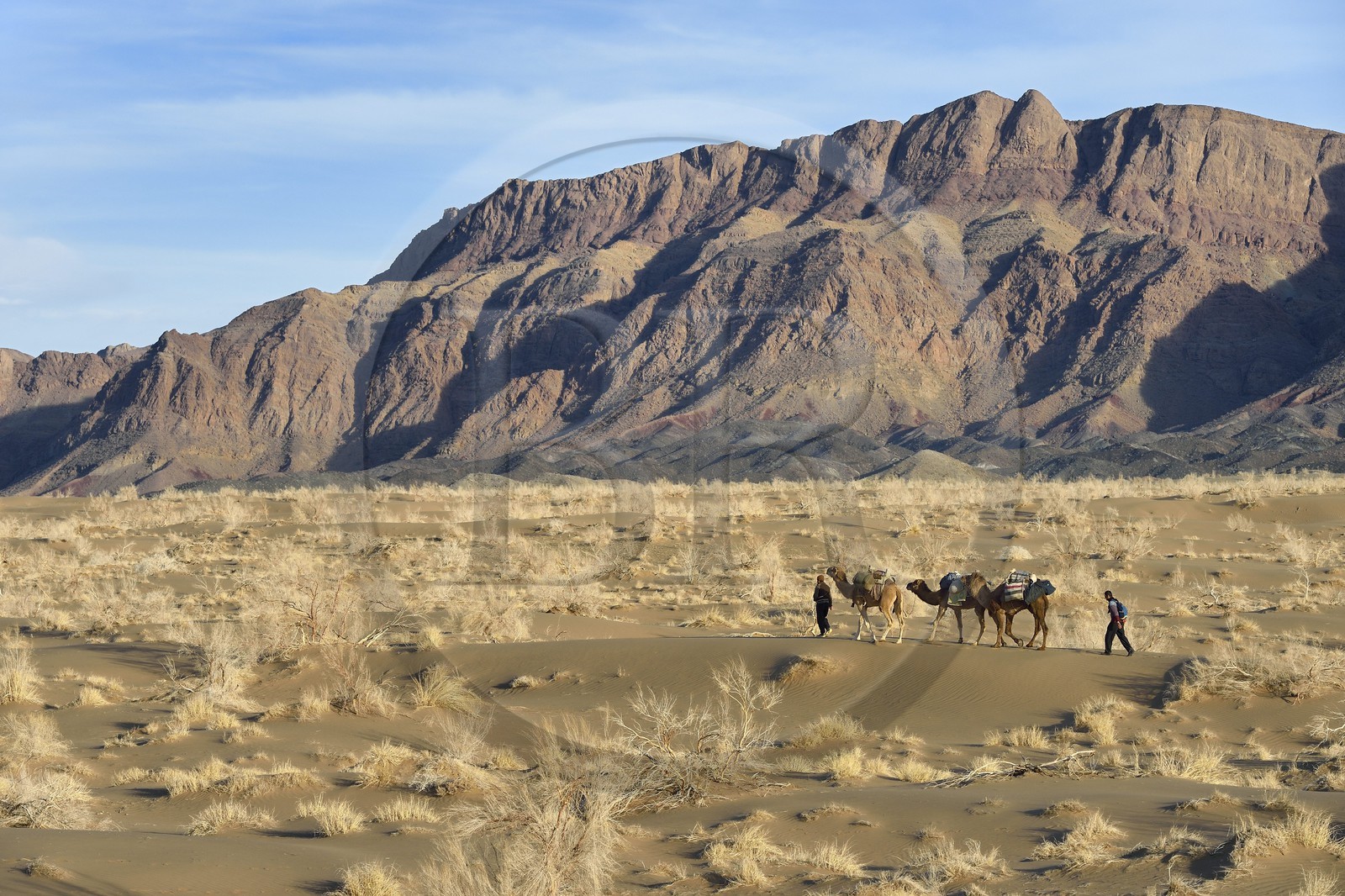 Iran, Province d'Ispahan, désert du Dasht-e Kavir, Mesr dans la région de Khur et Biabanak, caravane de dromadaires lors d'une randonnée chamelière au pied de la chaine de montagne de Dareh bidan