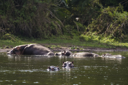 Rwanda, Akagera National Park, Lake Ihema, Hippopotamus (Hippopotamus amphibius)