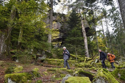 France, Haut Rhin, Thannenkirch, hiking in the Taennchel massif under the Rock of the Giants