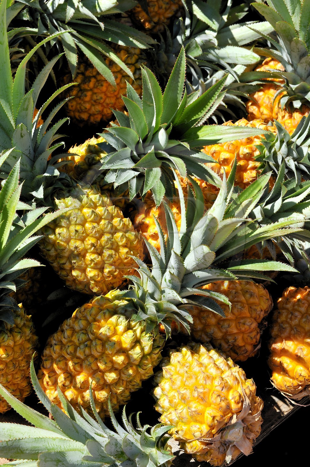 France, Reunion Island (French overseas department), Saint Pierre, market on Saturdays, pineapples