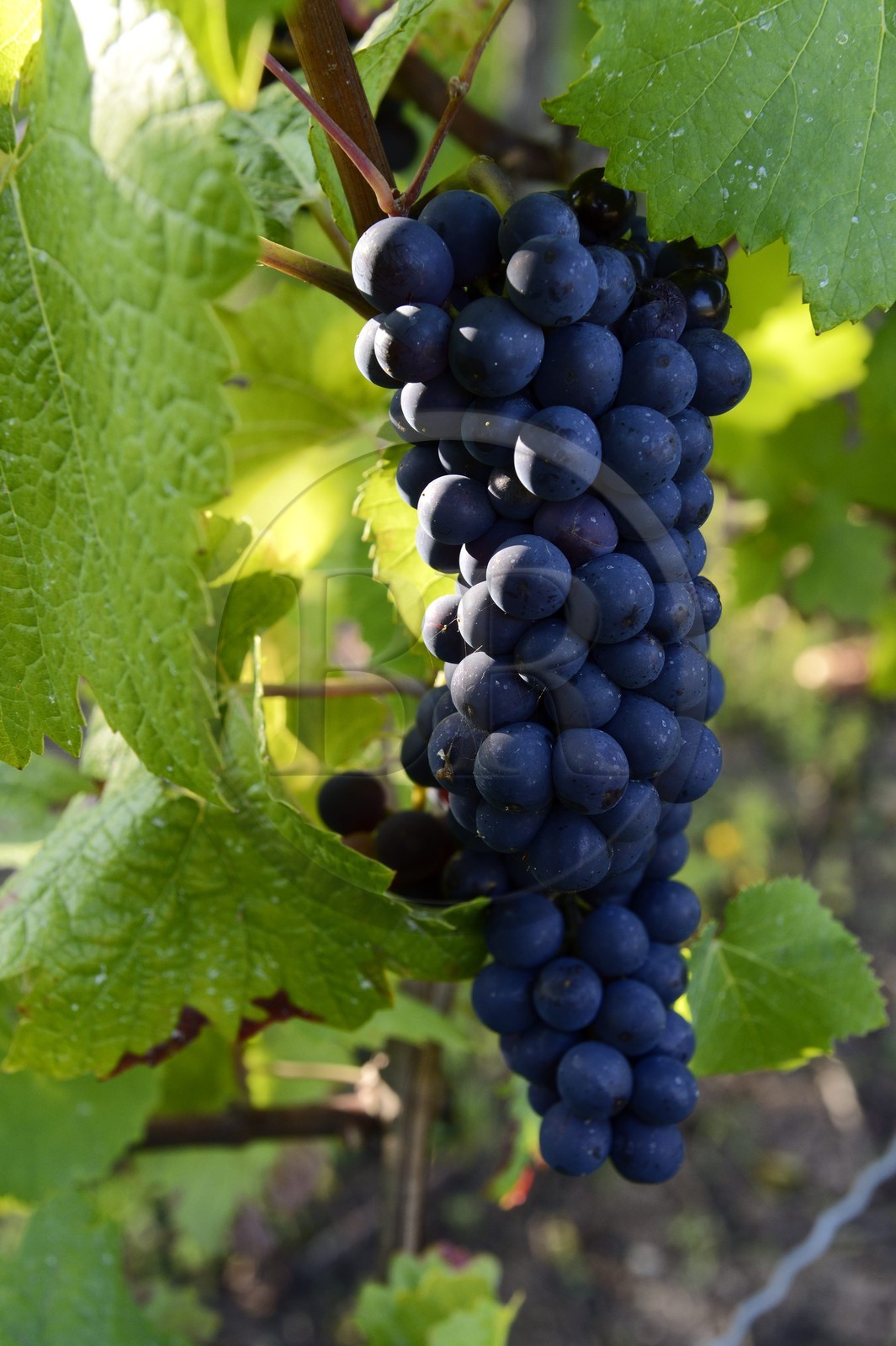 Luxembourg, Grevenmacher district, Moselle region, the Moselle vineyards around the village of Wintrange (Wintringen)