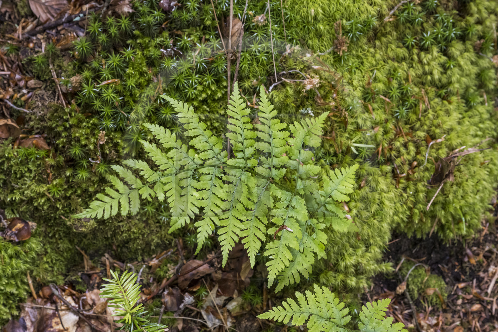 France, Bas-Rhin (67), Parc Naturel régional des Vosges du Nord, fougère dans la forêt de La Petite Pierre