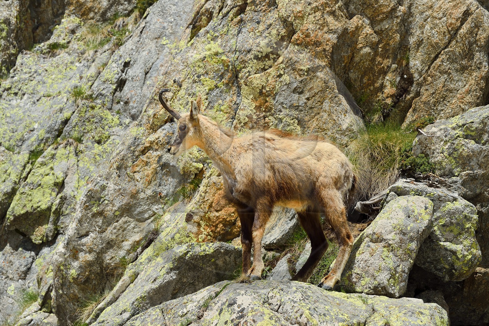 France, Alpes-Maritimes (06), parc national du Mercantour, chamois (Rupicapra rupicapra) dans le vallon de la Madone de Fenestre