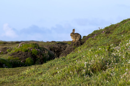 France, Finistère (29), Mer d'Iroise, Ile d'Ouessant, Pointe de Kadoran, de nombreux lapins sont visibles sur l'Ile