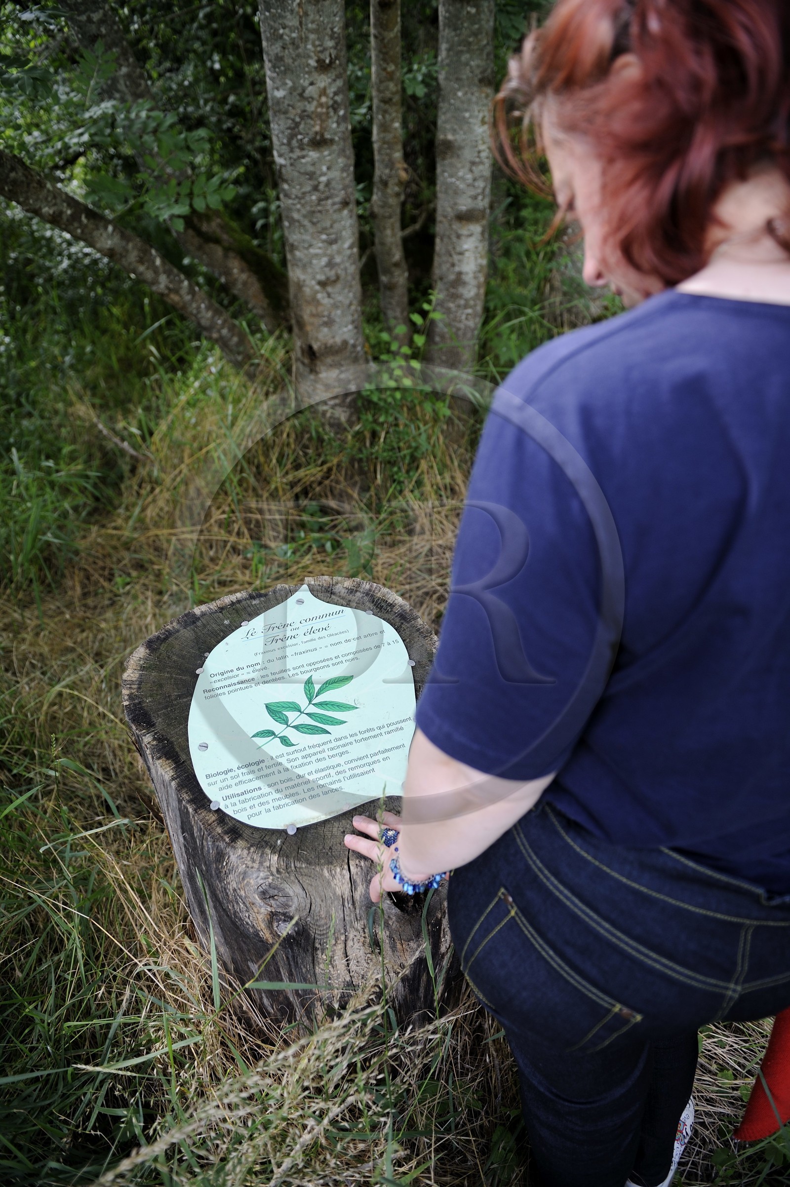 France, Nièvre (58), La Charité-sur-Loire, les bords de Loire le long du sentier du castor