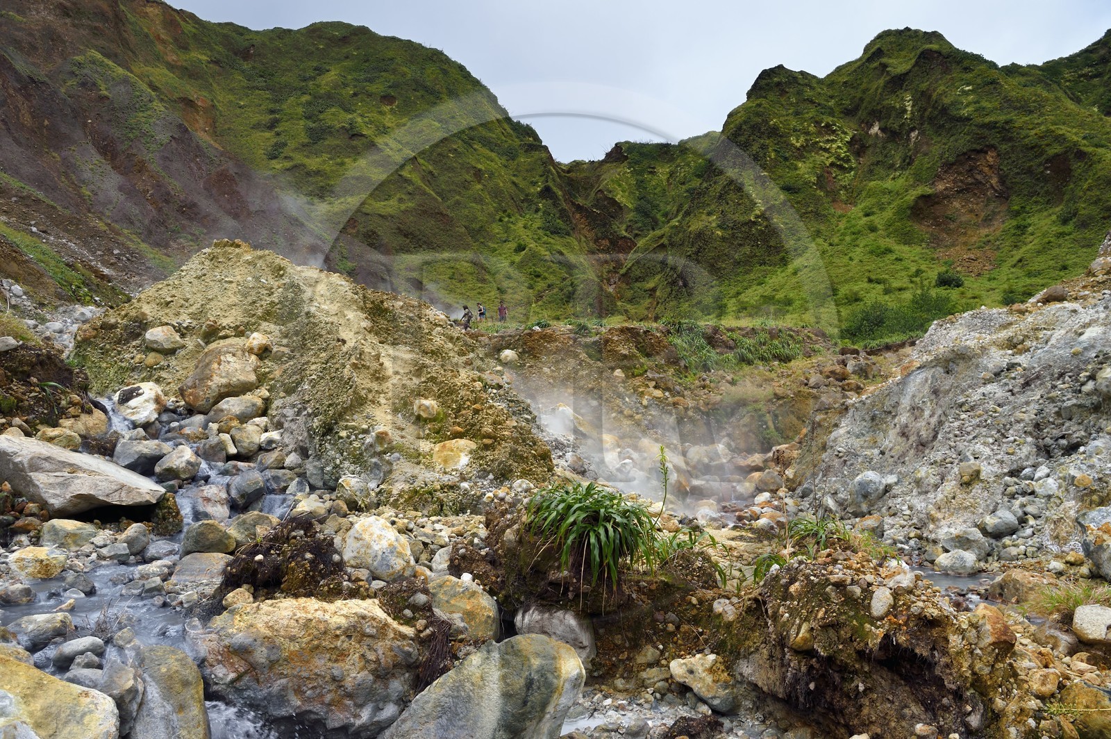 Caraïbes, Ile de la Dominique, Castle Bruce, Parc national du Morne Trois Pitons classé Patrimoine Mondial de l'UNESCO, la Vallée de la Désolation, randonnée sur le sentier menant au Boiling Lake
