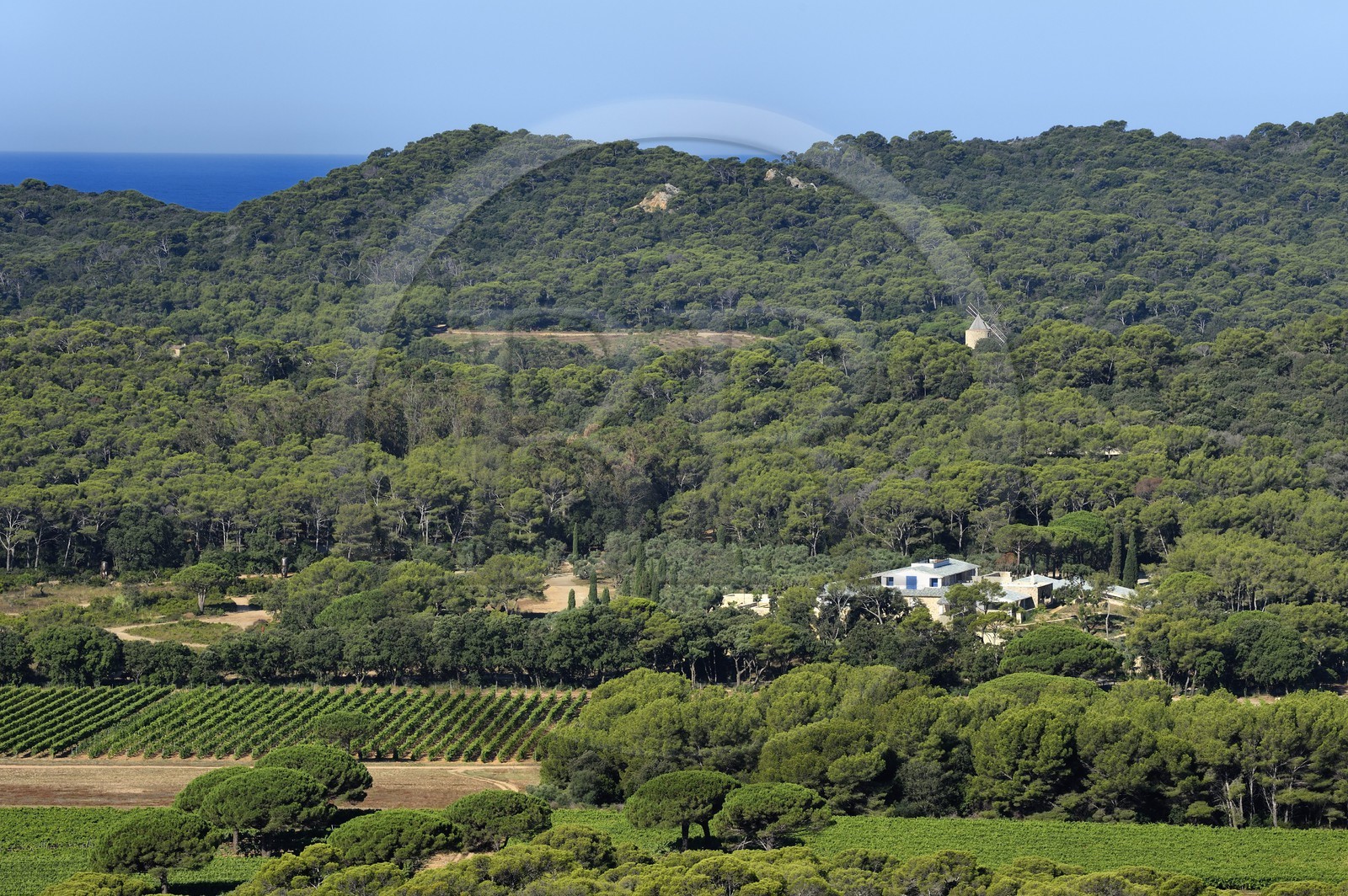 France, Var (83), Iles d'Hyères, parc national de Port Cros, Ile de Porquerolles, Domaine de la Courtade, la Fondation Carmignac et son vignoble