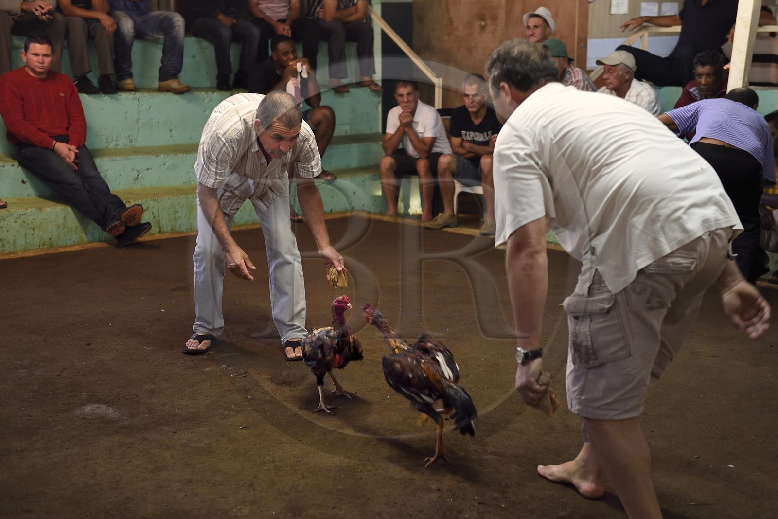 France, Reunion island (French overseas department), Petit Tampon, cockfight in the Rond de Coq
