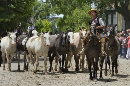 Argentine, province de Buenos Aires, San Antonio de Areco, fête du Jour de la Tradition (Dia de la Tradicion), gaucho présentant son troupeau de chevaux