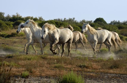 France, Bouches-du-Rhône (13), Parc naturel régional de Camargue, vers l'étang de Malagroy, manade Jacques Mailhan, chevaux de Camargue dans la sansouire