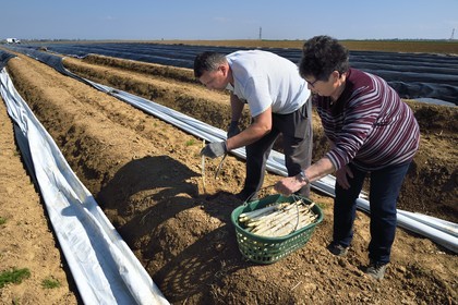 France, Bas-Rhin (67), Fessenheim-Le-Bas, récolte d'asperges blanches dans un champ de la Ferme Weckel