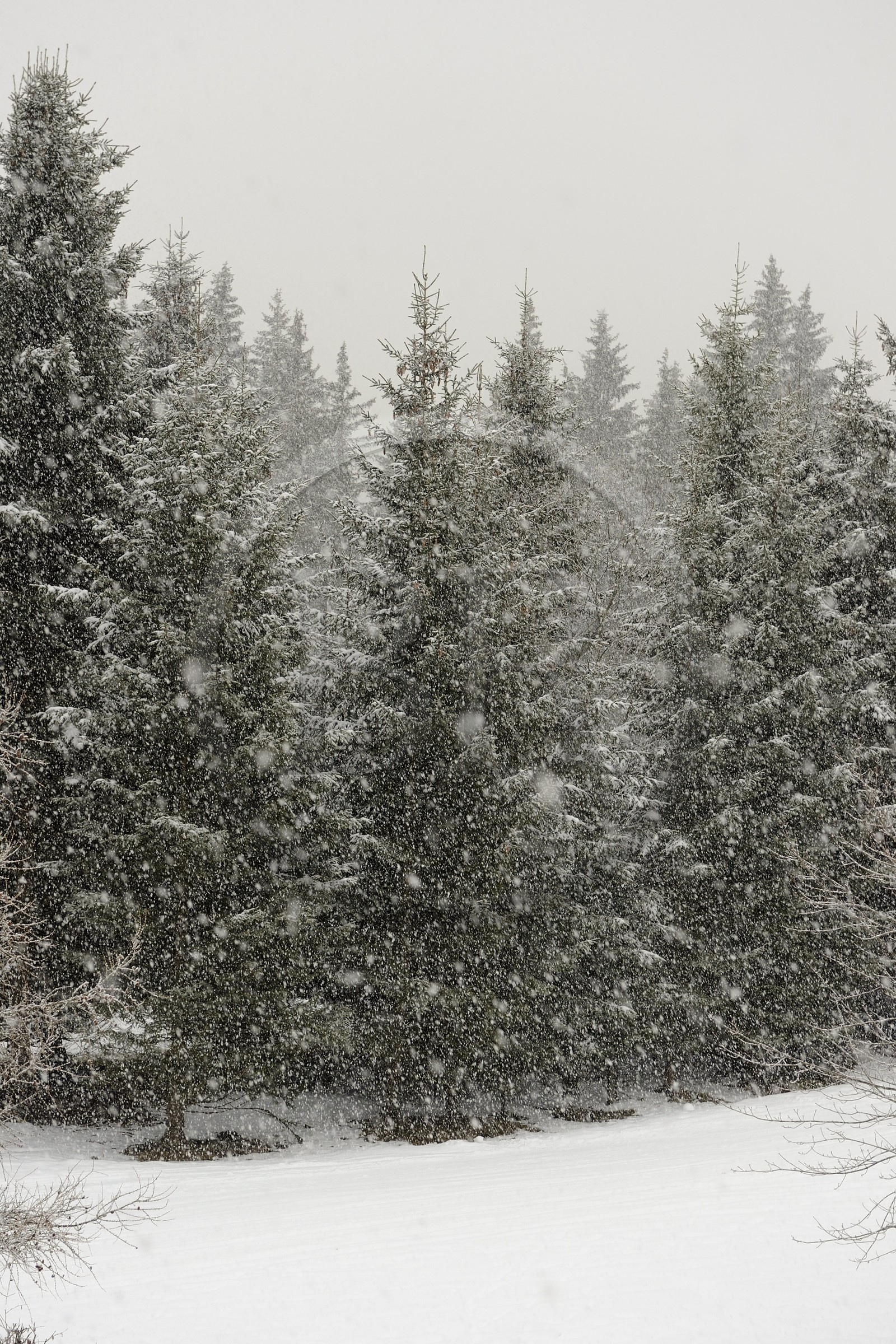 Suisse, Canton de Vaud, Villars sur Ollon, flocons de naige