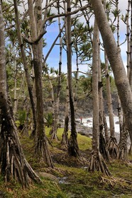 France, île de la Réunion, lieu dit Puit des Anglais vers Saint-Philippe, forêt de vacoas