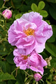 France, Alpes-Maritimes (06), Mouans-Sartoux non loin de Grasse, Jardins du Musée International de la Parfumerie, rose Centifolia