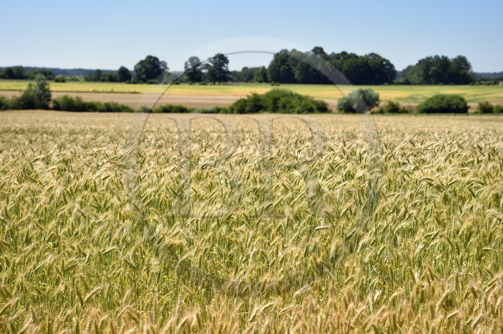 France, Meuse (55), Waly dans la région de l'Argonne, champs de blé