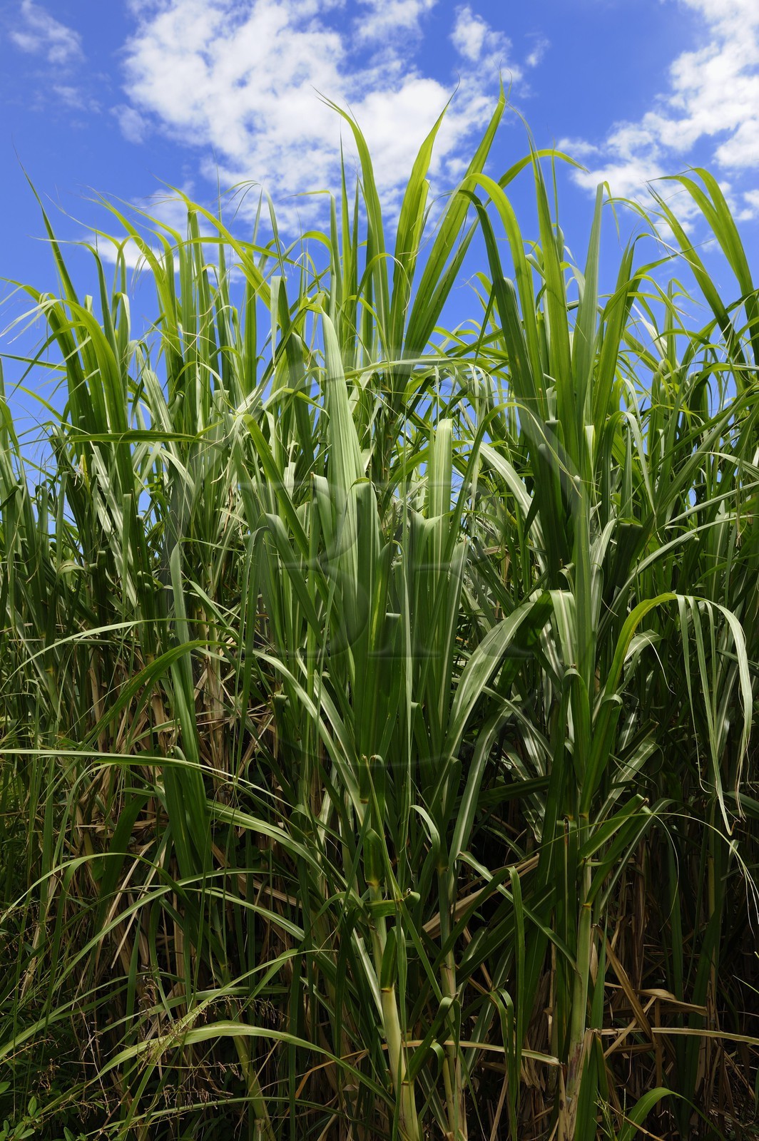 France, Ile de la Reunion, côte sud, Saint-Philippe, champ de canne a sucre
