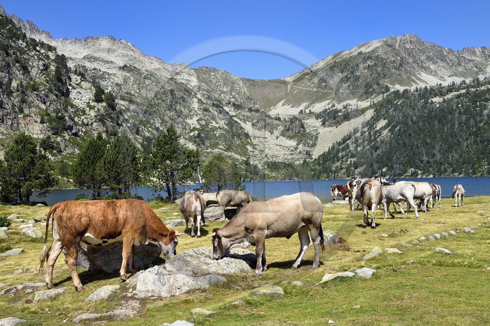 France, Hautes Pyrenees, Saint Lary Soulan and Vielle Aure, Neouvielle National Nature Reserve, Neouvielle lakes hike, cows in mountain pastures at Aubert lake